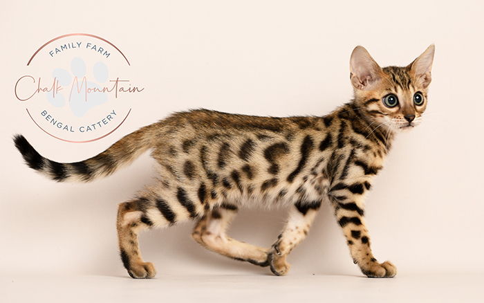 Playful Bengal kitten Miles with striking leopard-like coat in Dallas Texas